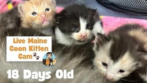 Video 10595401: mainecoonkitten kitten mainecooncats, mainecooncat mainecoonkitten cats, maine coon kitten live, cat old