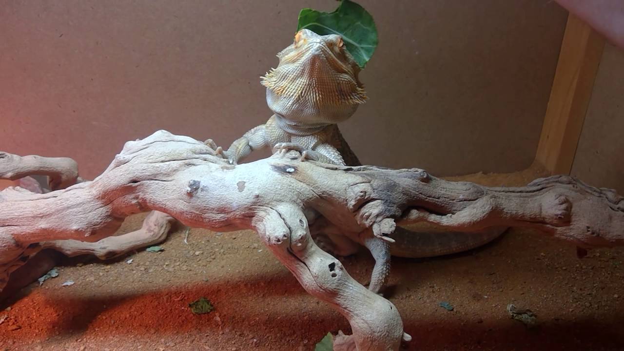 Feeding time, nom nom nom. YouTube