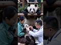 A doctor examines the panda cub’s teeth #panda #trending #cute # #cutepanda