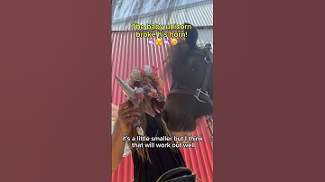 Why every good faerie must always travel with extra unicorn horns…🥰🦄✨🧚 #alchemyacres #unicorns