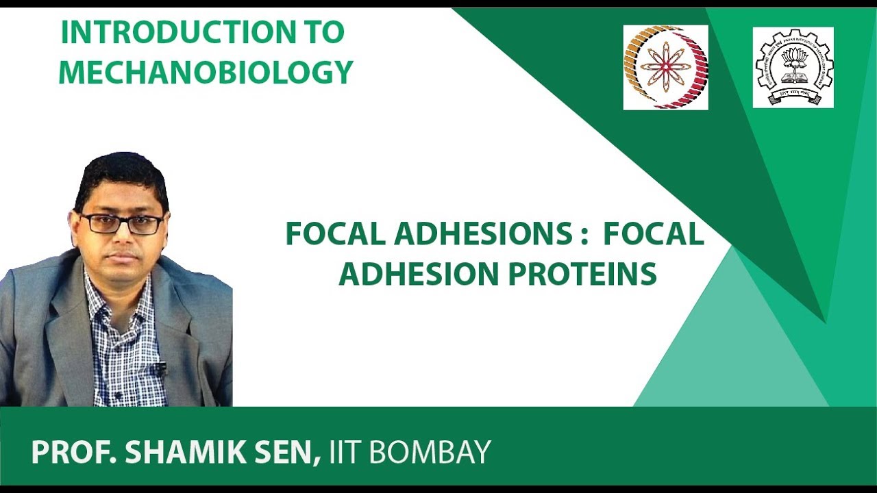 Focal Adhesions : Focal Adhesion Proteins