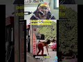 eles só vão nesse posto por um motivo? #react #frentista #gasolina #humor #cosplaybrasil #kiko