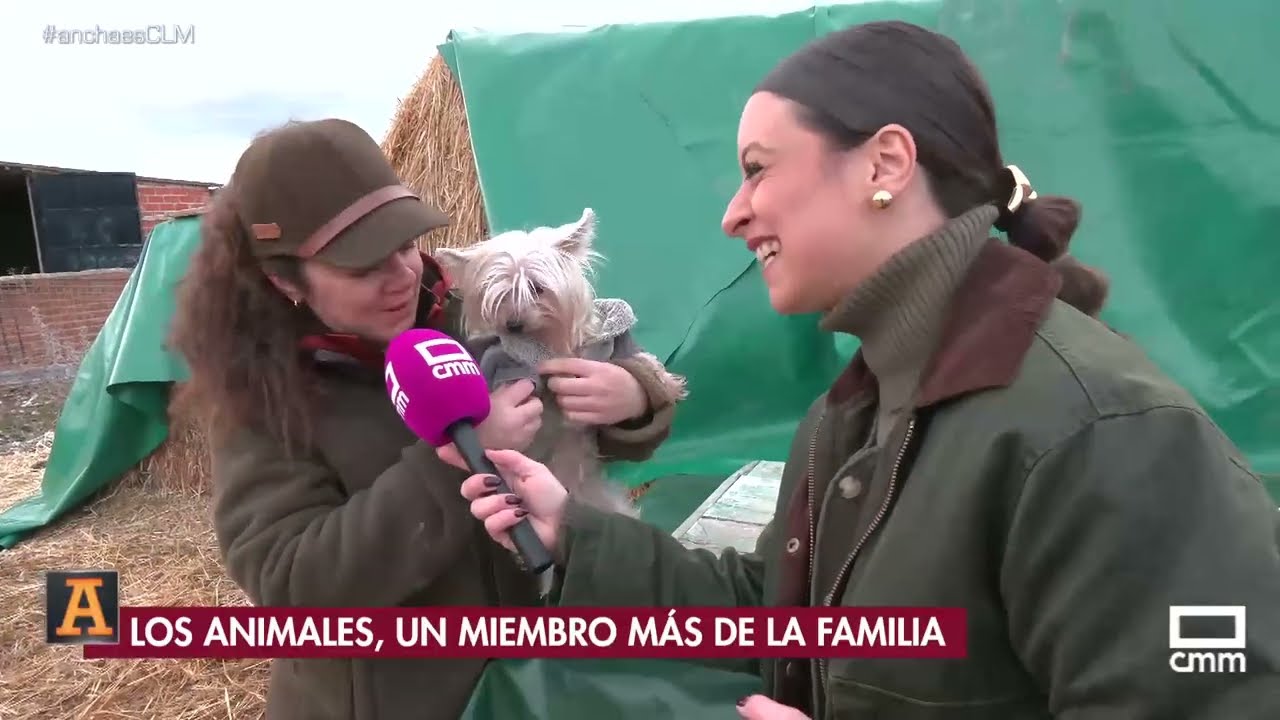 Los vecinos de Bargas preparan a sus animales para la celebración de San Antón