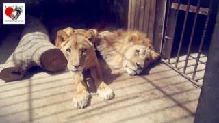 A Lion's Heart Taiz Zoo Rescue and Conserve Mission