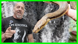 TOP 5 DWARF INDONESIAN PYTHONS