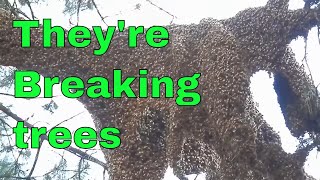 Unofficial World Record Honey Bee Capture