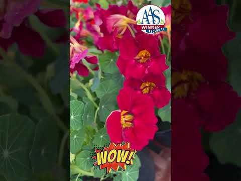 AAS Baby Rose nasturtium #flowers #gardenchat #garden #gardenerben #gardeninggoals