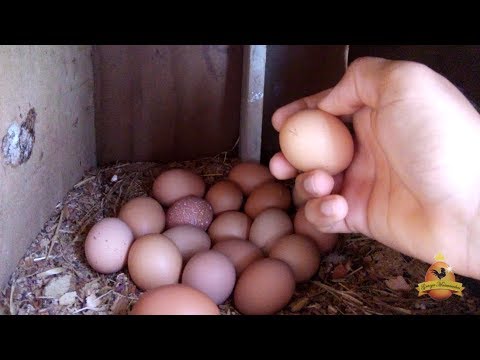 Vídeo: Como Escolher Ovos De Galinha