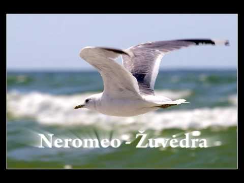 Video: Albatroso Ir Žuvėdros Skirtumas