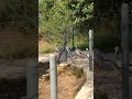 ДИКИЕ ГОРНЫЕ ГУСИ / WILD MOUNTAIN GEESE