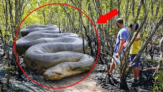 The Largest Snake On Earth Was Caught On Camera. Is that a Titanoboa???