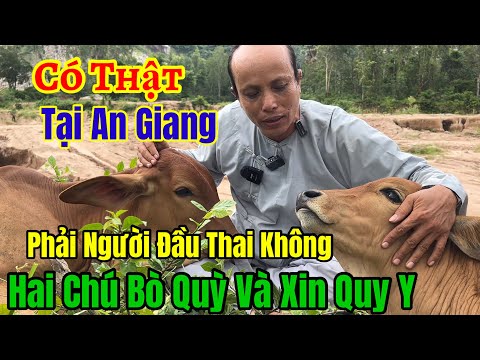 Chuyện Lạ Có Thật 👉 Bò Đi Chùa và Quỳ xuống cầu xin Được Cứu - Phải Chăng là Người Đầu Thai | Châu