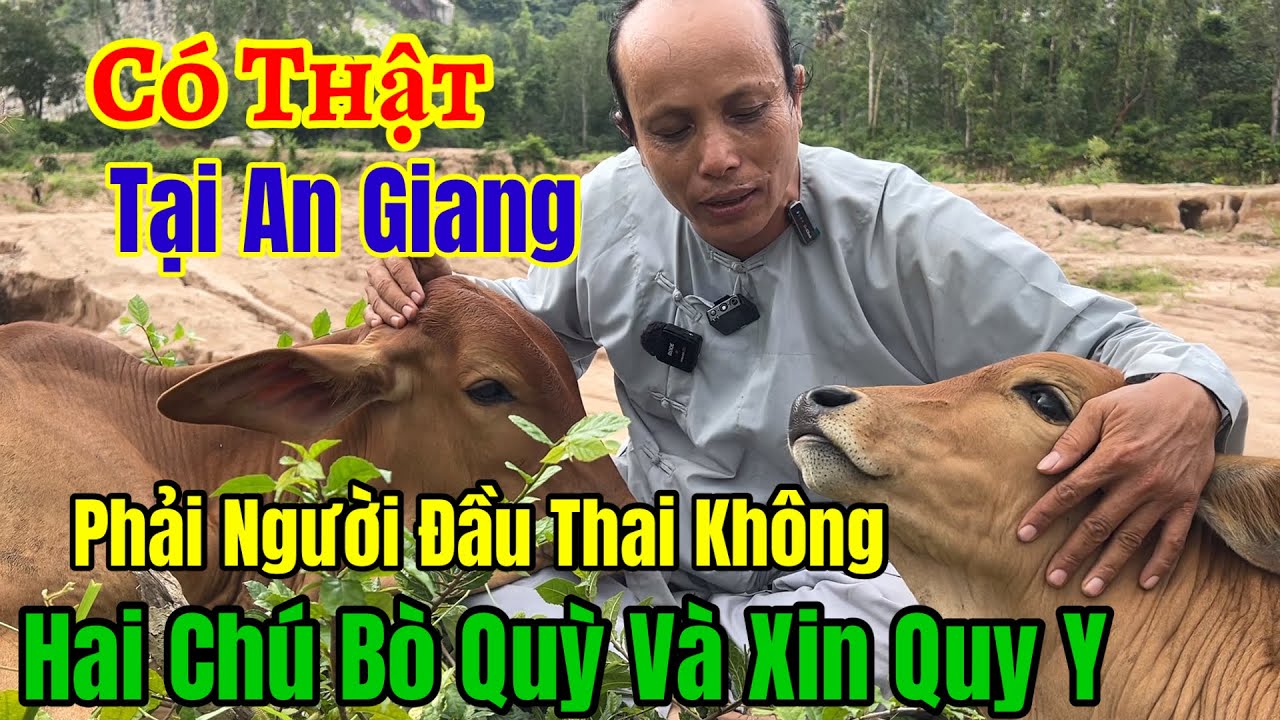 Chuyện Lạ Có Thật 👉 Bò Đi Chùa và Quỳ xuống cầu xin Được Cứu - Phải Chăng là Người Đầu Thai | Châu