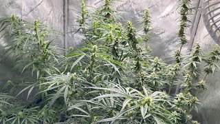 Tangie Berry Moves Out // #localweedia 