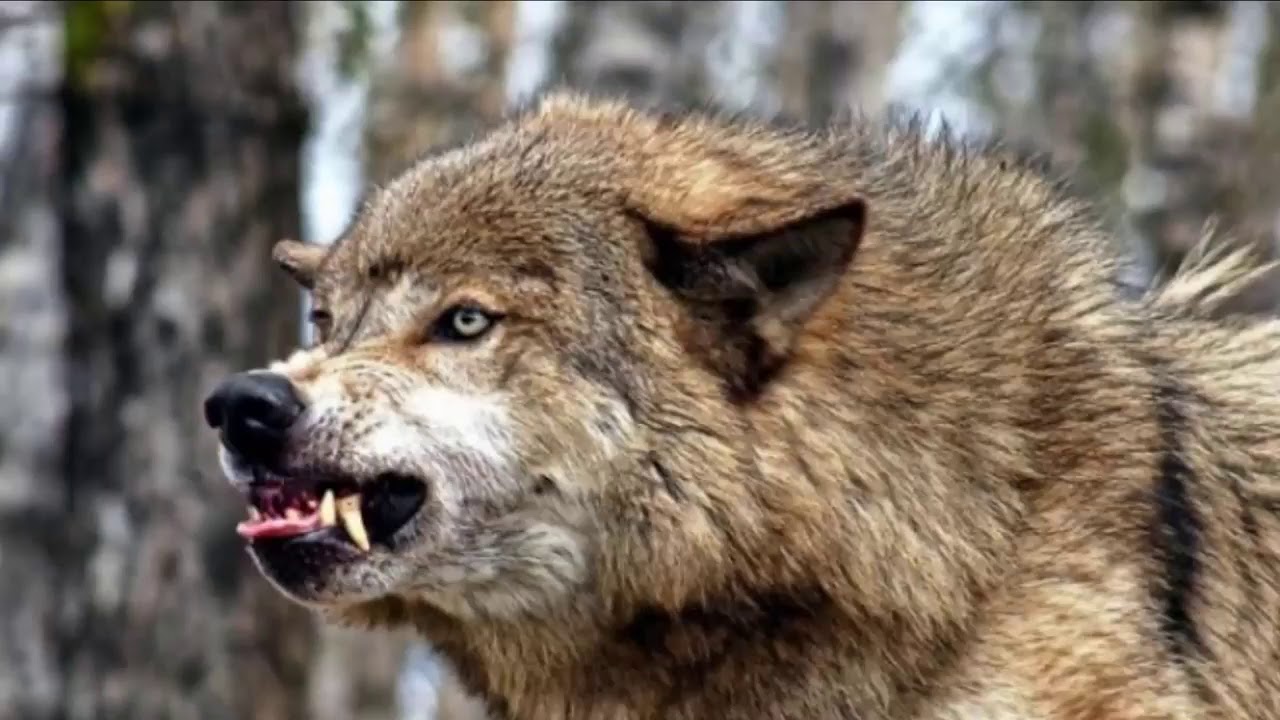 Пословица сколько волка не корми