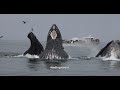 Marvelous humpback whale feeding spectacle in monterey ca explained