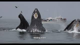 Marvelous Humpback Whale Feeding Spectacle In Monterey, Ca Explained