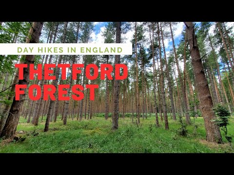 Hiking in Thetford Forest