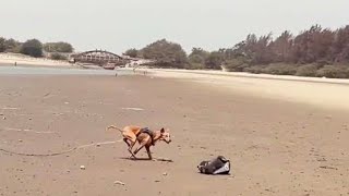 #beach # Shnama parhi dog #doglover #puppy