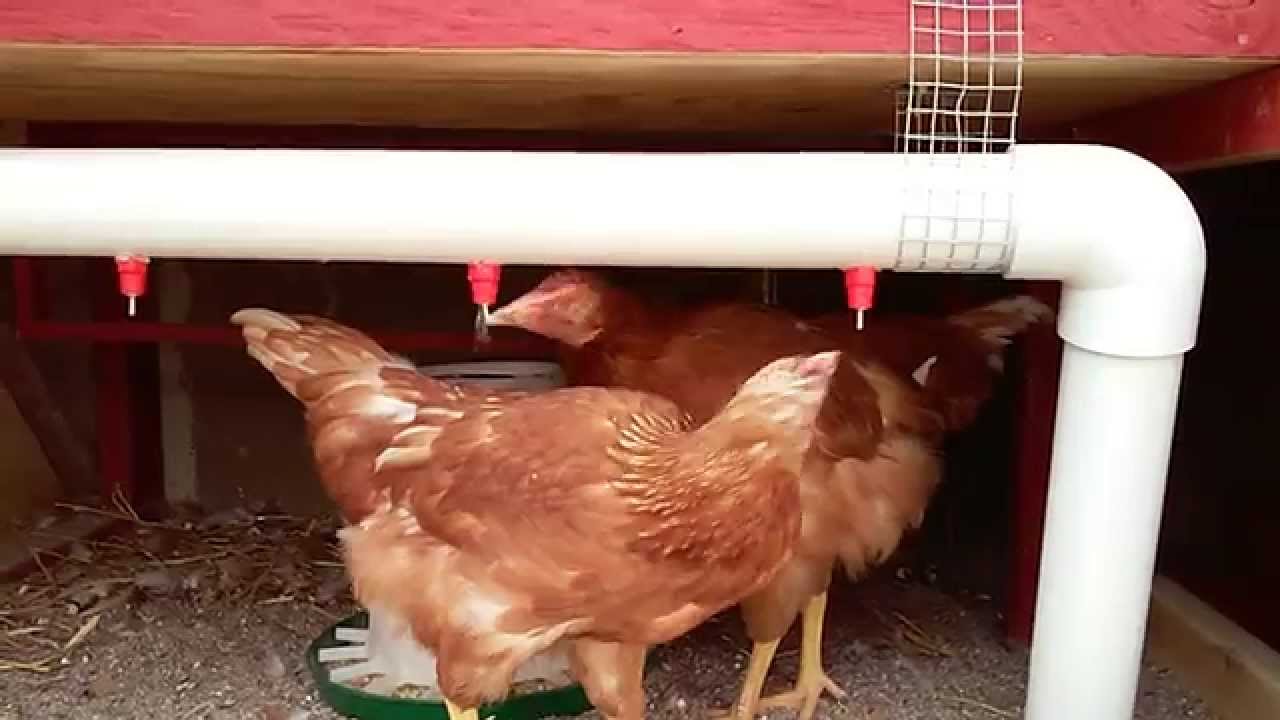 Non Freeze Do It Yourself Water System For My Chickens Pvc Youtube