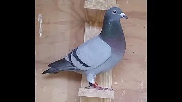 ¿Cómo mantener calientes a las palomas en invierno?