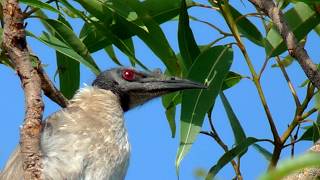 Download Lagu Friarbird   Lederkop MP3