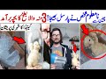 Wrong Parcel To Wrong Person | نامعلوم شخص کی طرف سے بھیجے گۓ پارسل میں تین منہ والا بطخ کا بچہ نکلا