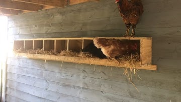 Simple Chicken Nest Box Ideas