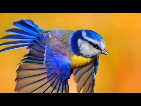 14 мая Всемирный день мигрирующих птиц!