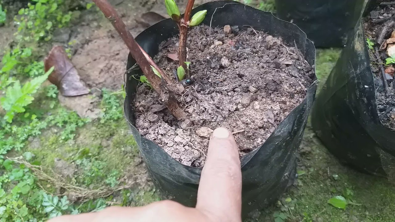 Como fazer muda de hortência