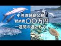 【総集編】旅費総額大公開!小笠原諸島父島7日間の旅 ★一週間の過ごし方おすすめアクティビティプラン これから行かれる方の計画のご参考になりますように!
