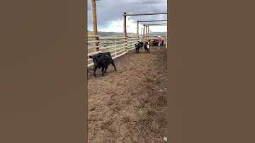 Sorting a few calves in the corral.