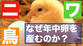 ２ 鶏の卵はどこから出てくるの Youtube
