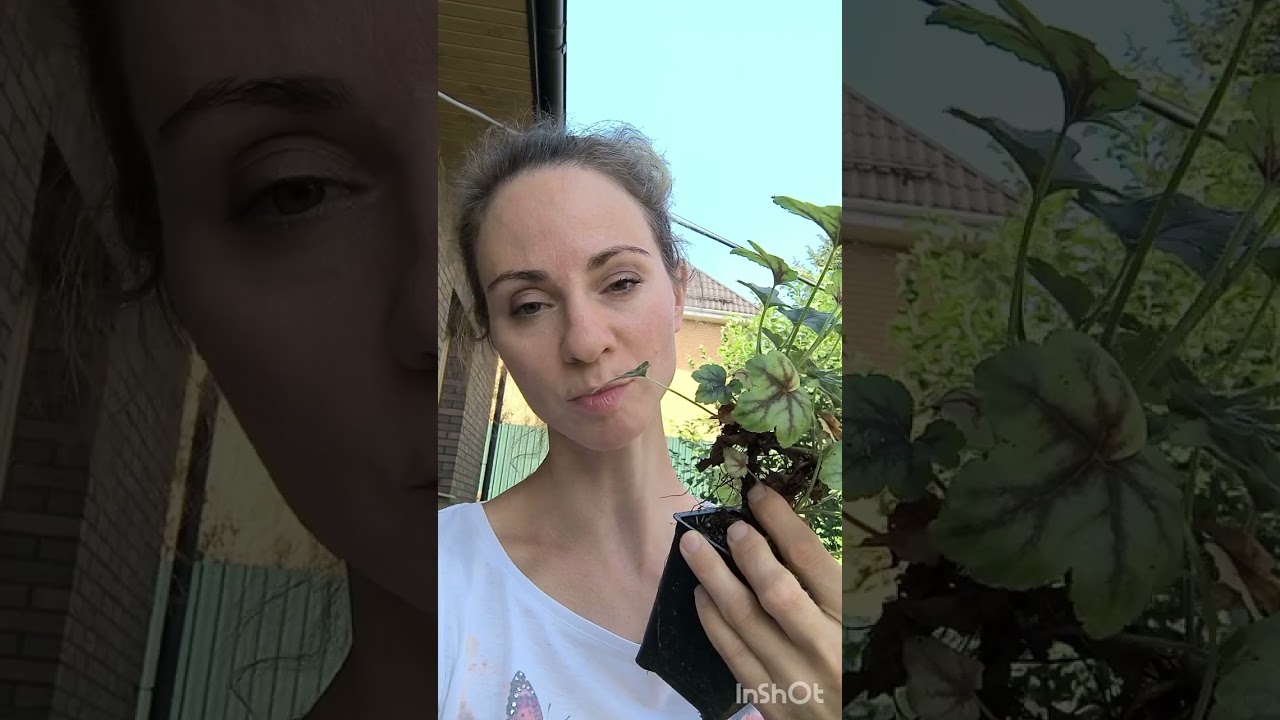 Признаки, по которым гейхеру пора делить