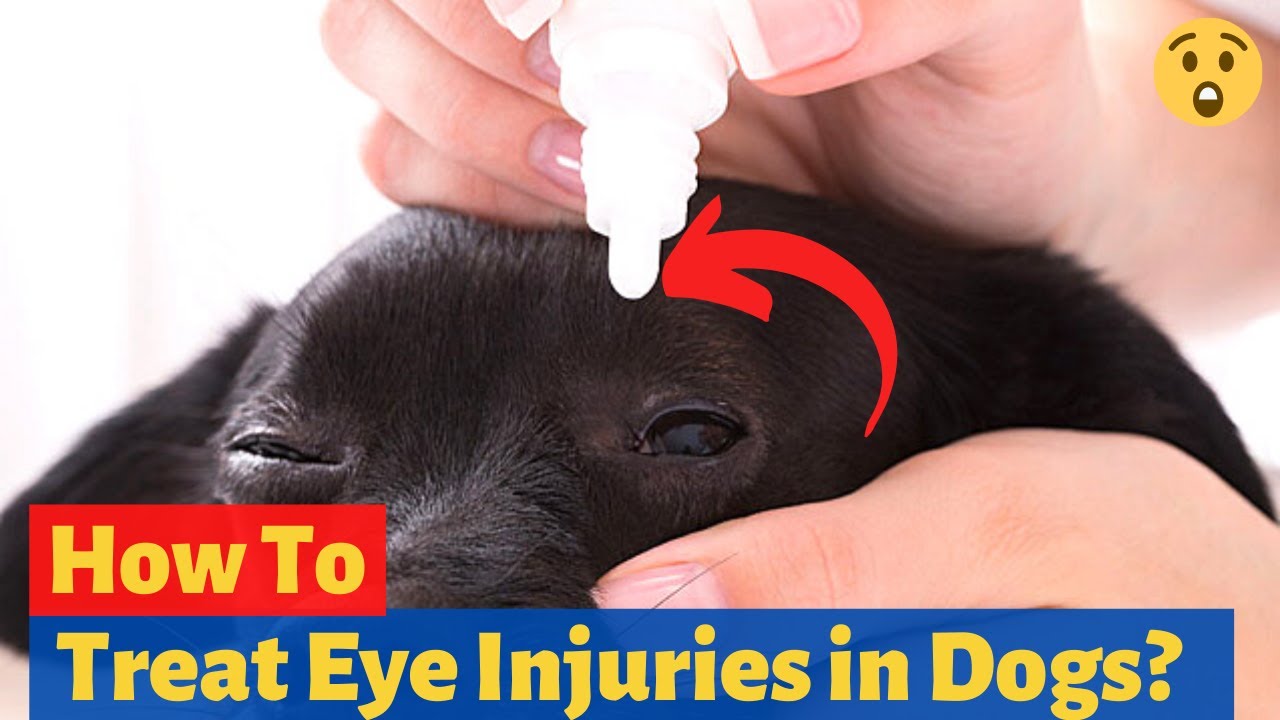 How To Treat Eye Injuries In Dogs? (Must Watch In Case Of Emergency)