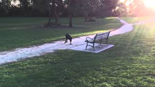 Nox - The Australian Kelpie - playing games in the park. by Nox M 87 views 8 years ago 31 seconds