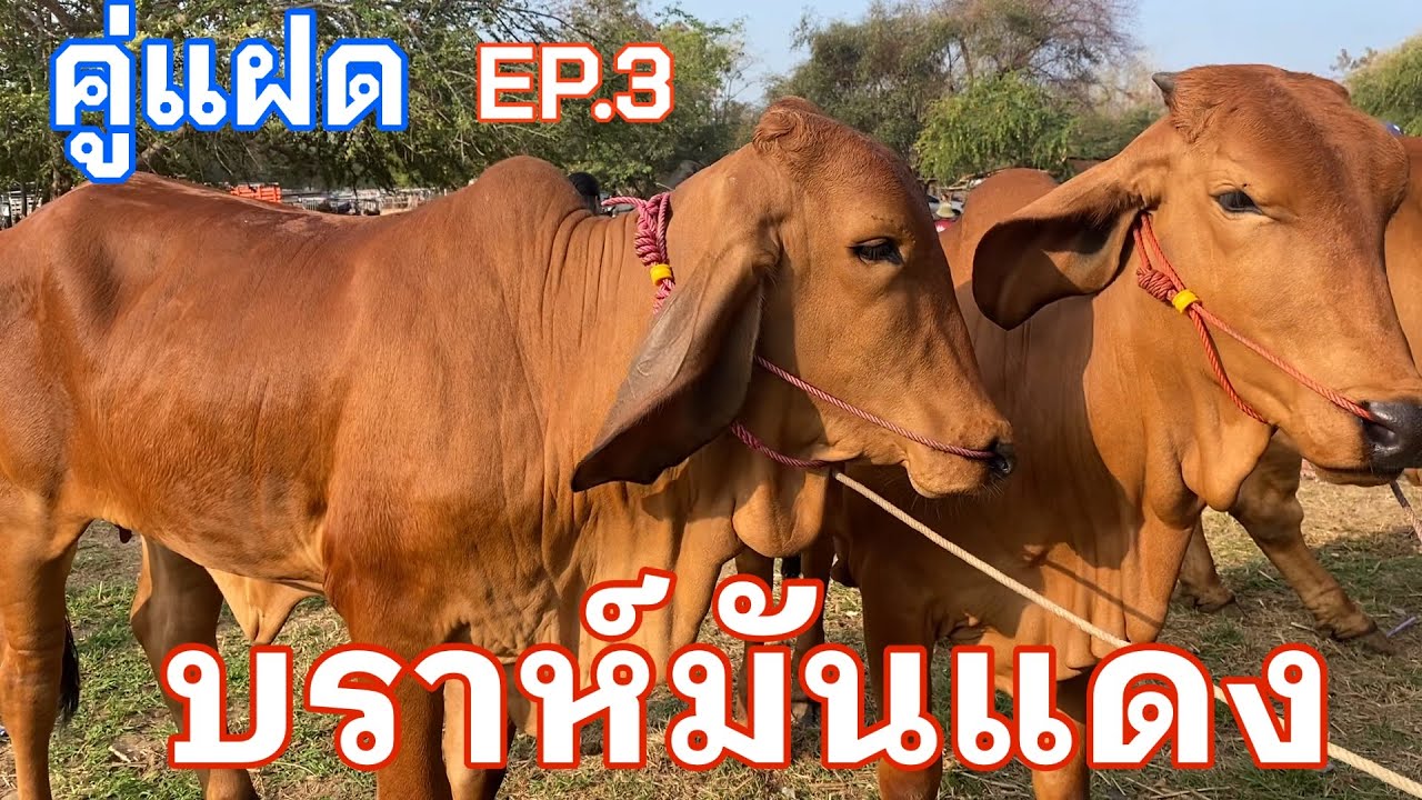 EP.3 #วัวบราห์มันแดง #ราคาวัววันนี้ 1 มีนาคม 2569 #ตลาดวัวอำเภอสมเด็จจังหวัดกาฬสินธุ์ #cow #animals 