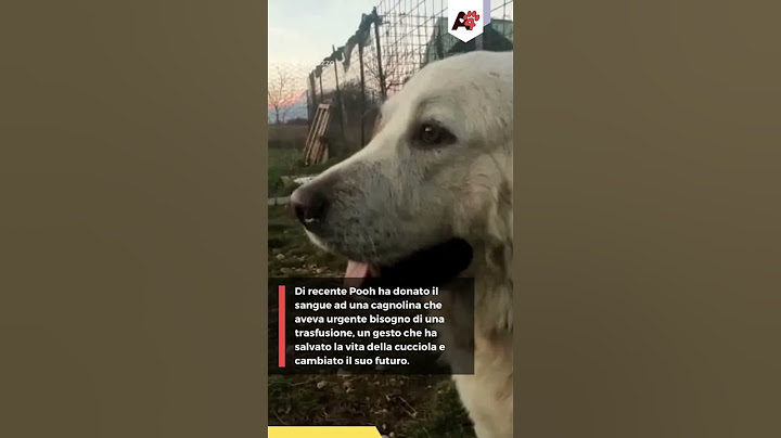 Dopo per aver salvato la vita una cagnolina, cane eroe viene finalmente adottato 🐶 #cani #adoptdog