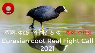 Eurasian Coot Real Fight Call কল কচ পখর ডক জল কযর