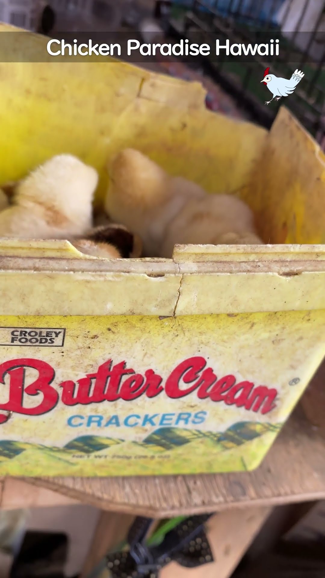 It's not a cracker