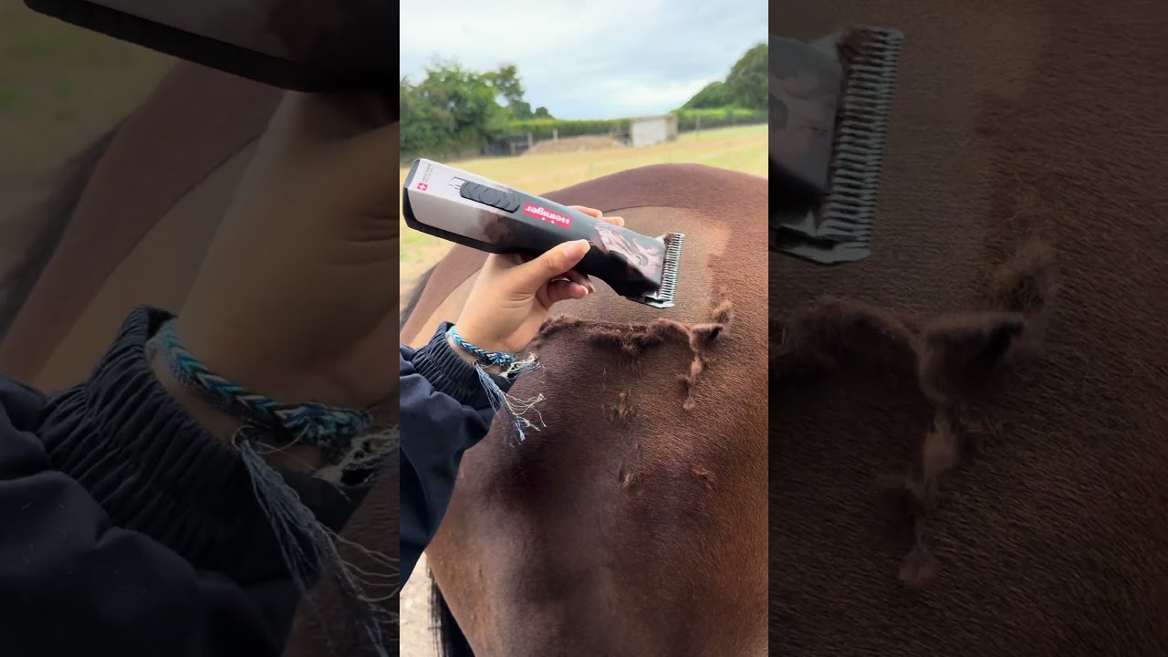 *New* Heiniger Opal Horse using a 10WF Blade