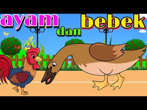 Ayam Dan Bebek | Si Ayam Lucu | Lagu Anak Anak