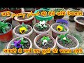 pansy plant की ऐसे करेंगे देखभाल तो मार्च तक फूलो से भरा रहेगा पौधा/how to grow and care pansy plant