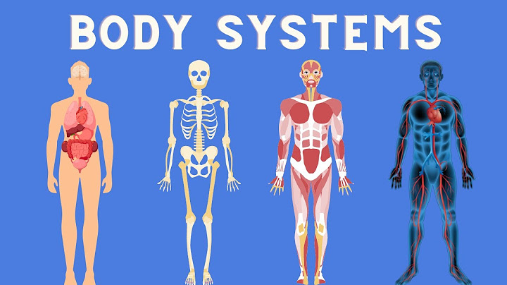 What are the systems in the body