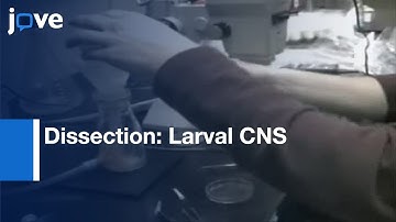 Dissection: Larval CNS In Drosophila Melanogaster l Protocol Preview