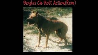 Lets Talk About Them Boyles Dogs Historical Gamedog Series Part1