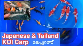 Japanese koi carp imported malappuram | Good quality Fish Sale|മലപ്പുറത്ത്‌ മീൻ വാങ്ങാൻ വിളിക്കാം