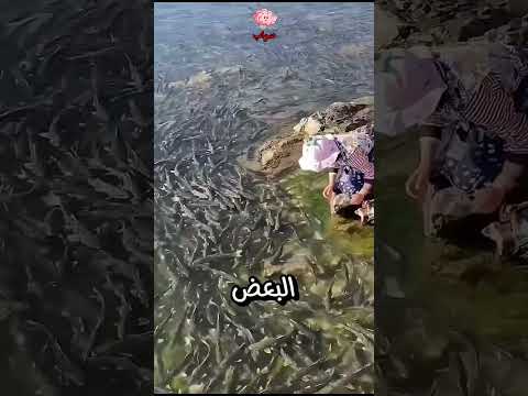 اذا رايت الكثير من الاسماك على شاطئ البحر كما يحدث احيانا مع هؤلاء الناس فعليك الابتعاد بسرعه
