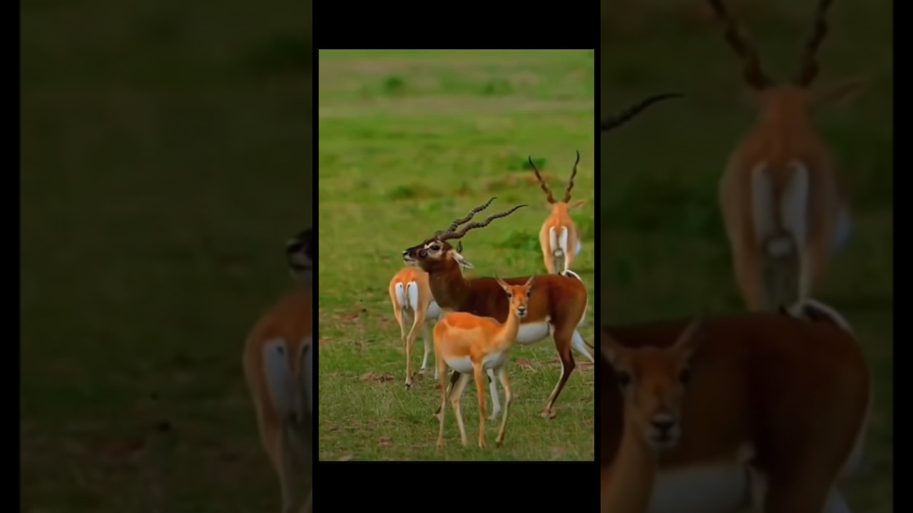 Impala Reproduction and Ecological Role