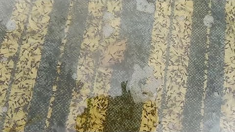 cho nòng nọc 3 ngày tuổi ăn